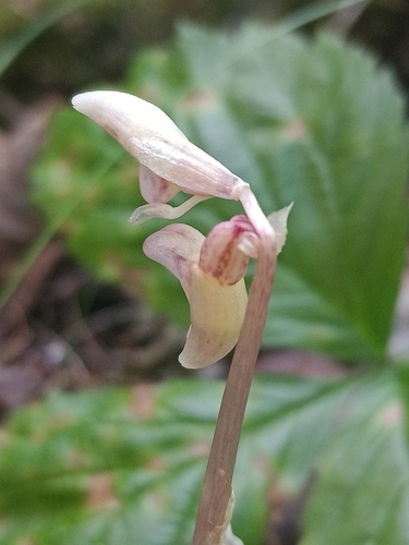 Image of Epipogium aphyllum by (c) Елена Кизилова, some rights reserved (CC BY)