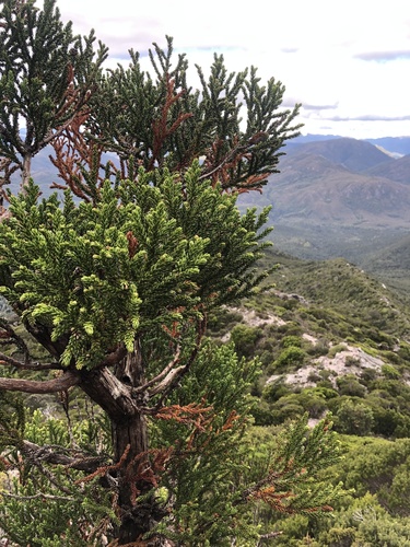 Image of Athrotaxis selaginoides by (c) Alex Stuart, some rights reserved (CC BY)