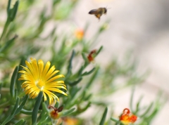 Malephora latipetala