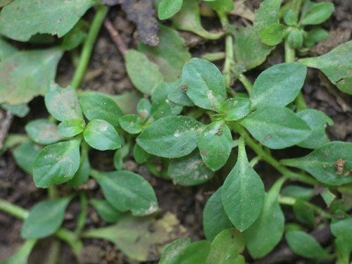 Ludwigia ovalis iNat (1)