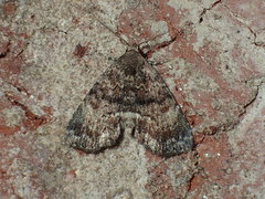 Metalectra richardsi