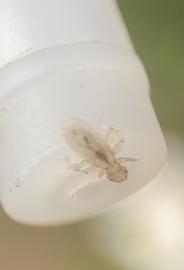 Laemobothrion tinnunculi