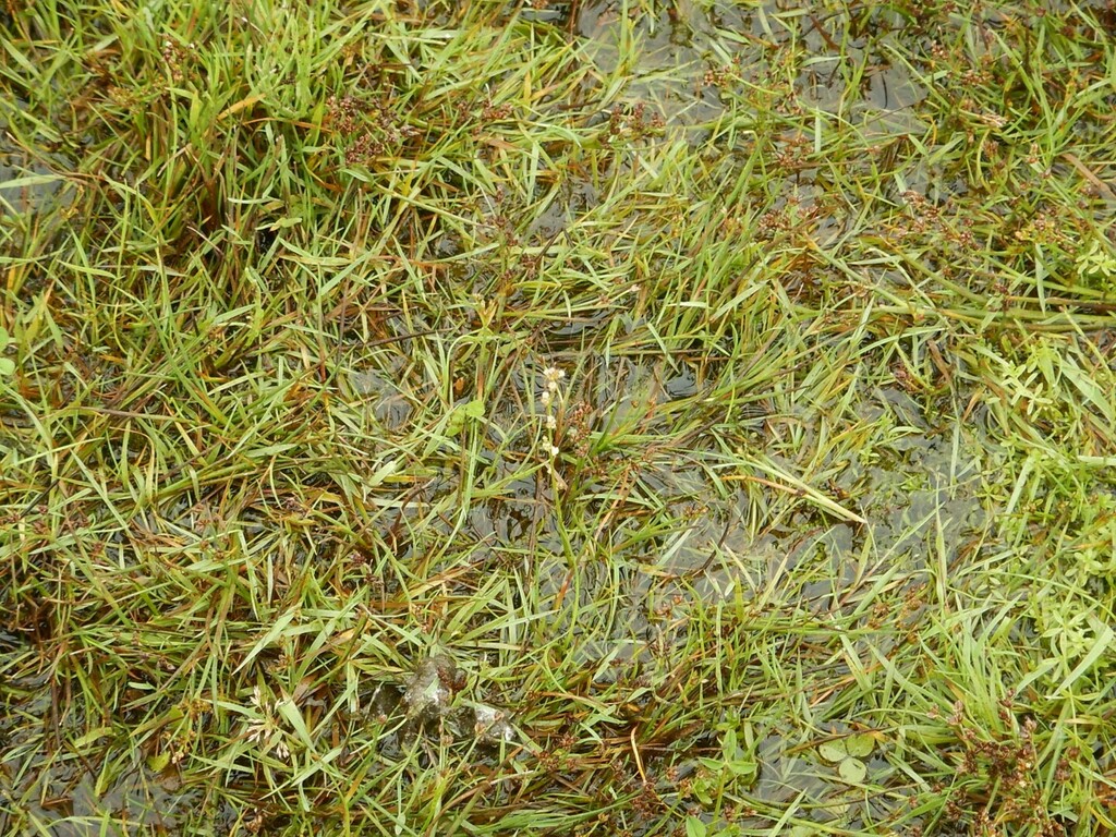 marsh arrowgrass from Waterloo, UK on July 14, 2024 at 01:19 PM by pete ...