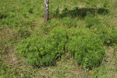 Peucedanum morisonii