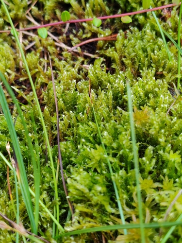 Image of Calliergonella lindbergii by (c) Ljaž, some rights reserved (CC BY)