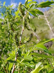 Salix rorida