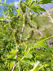 Salix rorida