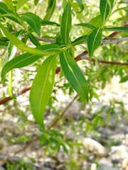 Salix rorida