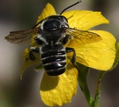 Megachilini