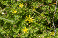 Ranunculus pimpinellifolius