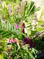 Vicia megalotropis