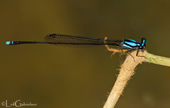 Prodasineura integra