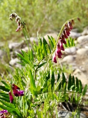 Vicia megalotropis