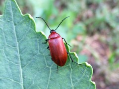 Pseudocistela ceramboides