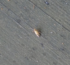 Rhabdomiris striatellus