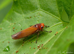 Sochinsogonia capcoi