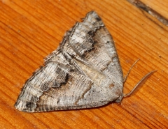 Drepanogynis insolens