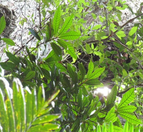 Image of Niemeyera whitei by (c) Samuel Frankel, some rights reserved (CC BY)
