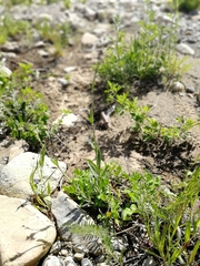 Gypsophila altissima