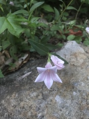 Spigelia alabamensis