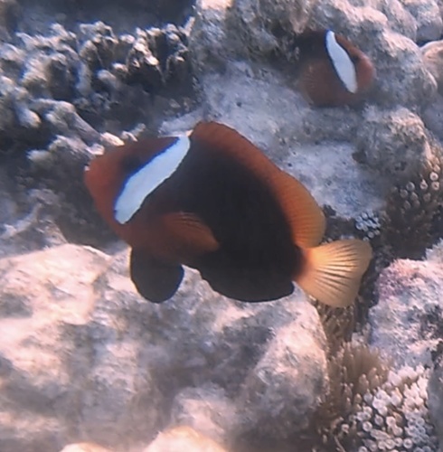 Blackback Anemonefish — seen at this dive site
