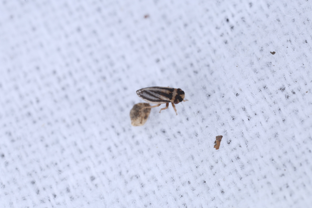 chalkhill leafhopper