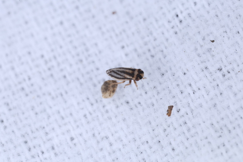 chalkhill leafhopper