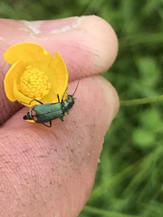 Malachius bipustulatus