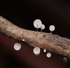 Marasmius alveolaris