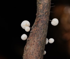 Marasmius alveolaris