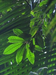 Niemeyera whitei, photograph Samuel Frankel, CC BY, iNaturalist via GBIF