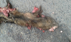 Bdeogale crassicauda