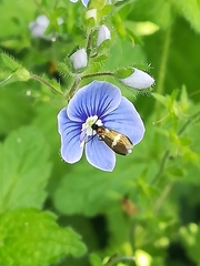 Cauchas fibulella