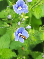 Cauchas fibulella