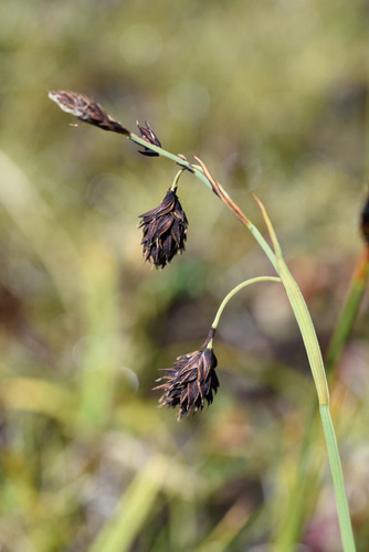 Carex atrofusca Schkuhr