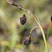 Scorched Alpine-Sedge - Photo (c) John Magne Grindeland, some rights reserved (CC BY-NC), uploaded by John Magne Grindeland