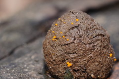 Cheilymenia raripila