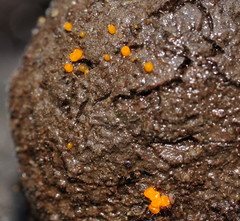 Cheilymenia raripila