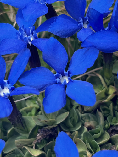 Image of Gentiana brachyphylla by (c) Fabien Anthelme, some rights reserved (CC BY-SA)