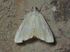 Glaphyriinae