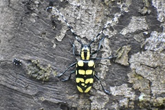 Anoplophora horsfieldii