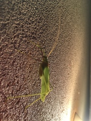 Acrometopa syriaca