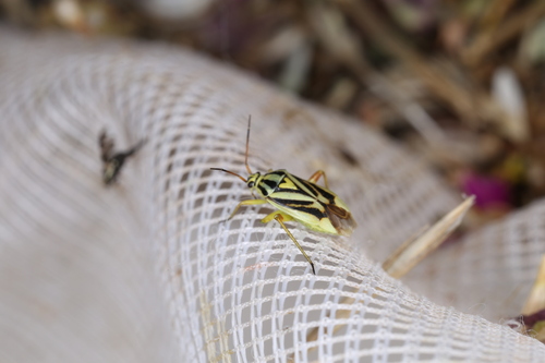Brachycoleus decolor