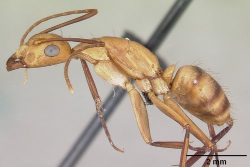 Hawaiian Carpenter Ant