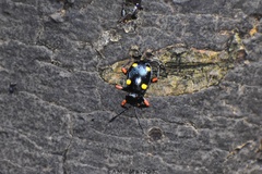 Eumorphus quadriguttatus