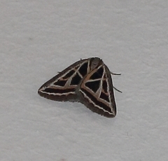 Pseudomaenas directa