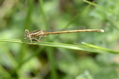 Platycnemis