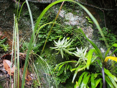 Meterostachys sikokianus iNat (1)