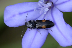 Cardiophorus biguttatus