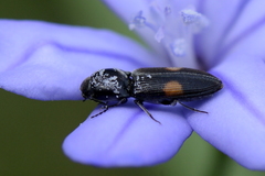 Cardiophorus biguttatus